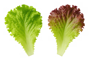 Fresh green and red lettuce leaves for salad, healthy organic vegetable ingredients on transparent background