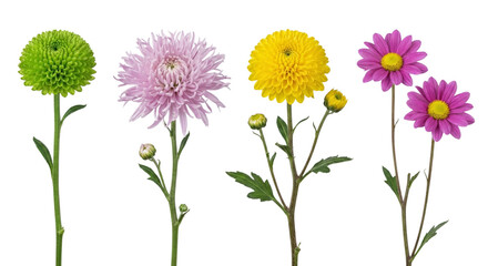 Vivid multicolored blooming flowers isolated on transparent background for floral design and