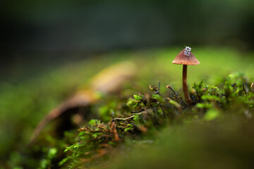 Small mushroom with insect on cap growing from moss close up, detail from forest in autumn