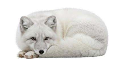 White Arctic Fox Curled Up Resting, Lying Down isolated PNG with Transparent Background
