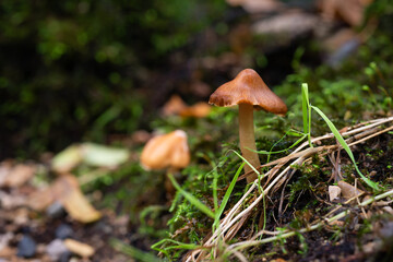 Small mushroom growing from moss close up, detail from forest in autumn