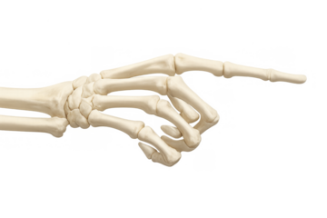 Human skeleton hand bones indicating direction with a pointing finger, anatomy, health, and halloween themes on transparent background