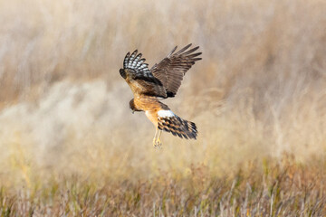 Fototapeta premium Extremely close view of a female Northern harrier diving on a prey, seen in the wild in North California