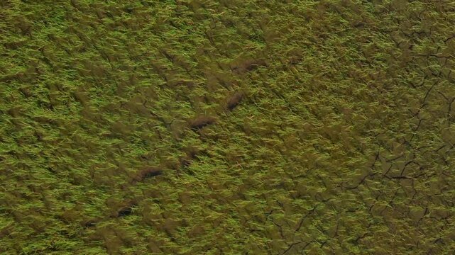 Aerial top down drone view of green rice field texture and pattern in Costa Rica