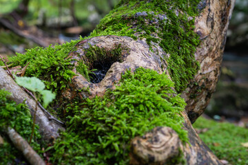 Hole in tree trunk close up, there is spider net inside the hole