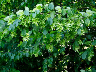 Gałązki Grabu (Carpinus L.) z dojrzewającymi nasionami.  Grab zwyczajny dostarcza bardzo twardego drewna i był wykorzystywany do wyrobu narzędzi © JDziedzic
