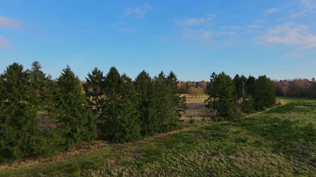 Wide aerial establishing shot tracking past a row of green pine trees bordering an open grassy field under a blue sky.