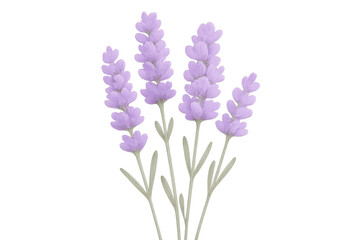 Obraz premium Lavender floral sprigs with delicate purple flowers and green leaves on a transparent background