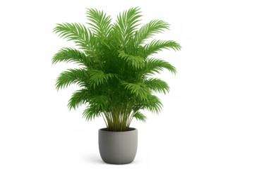 Areca palm houseplant growing in a ceramic pot, green leaves creating a vibrant indoor decoration