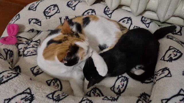 A mother cat and her kitten share a warm embrace in a soft bed adorned with playful cat illustrations, highlighting their tender bond