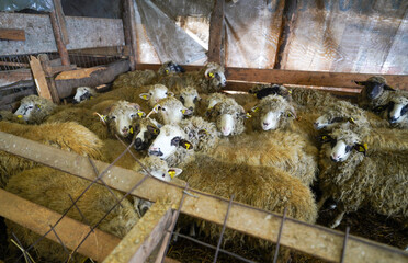 sheep in the barn during the cold season, winter. detail. sheep on an organic farm.
