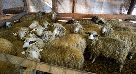 sheep in the barn during the cold season, winter. detail. sheep on an organic farm.