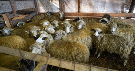 sheep in the barn during the cold season, winter. detail. sheep on an organic farm.