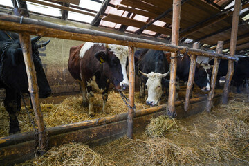 farm. cows on an organic farm. organic food for animals. detail.