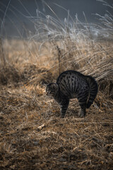 A tabby cat arches its back.