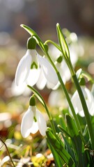 Fototapeta premium Spring flowers in sunlight (2)