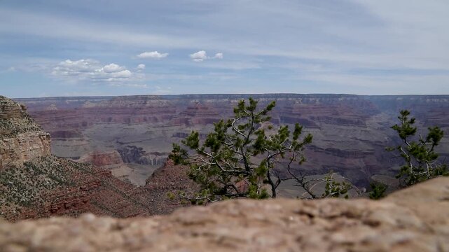 desert tree blowing in the wind in steep striated rock canyon