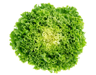 Obraz premium Top View of a Fresh Green Lettuce Head on a Black Background vegetable salad