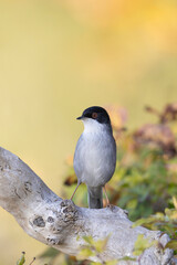 Vertical Portrait of a Male Sardinian Warbler (Sylvia melanocephala) on a Wood Perch