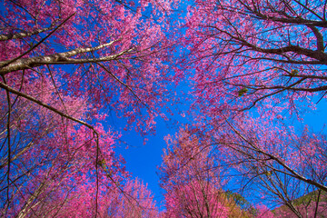 A branch of the Queen Sakura tree against the blue sky