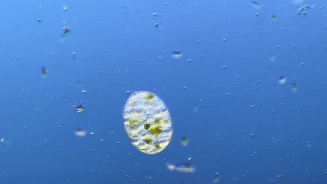 Single-celled ciliates and other microorganisms under the microscope at 100x Magnification