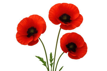 Fototapeta premium Three red poppies with black centers, representing remembrance, peace, and nature, on a transparent background