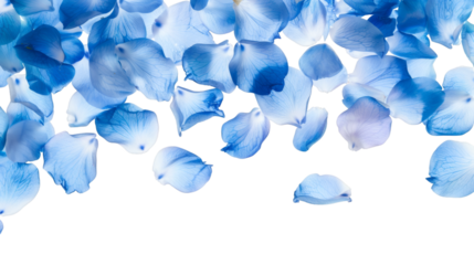 Floating blue flower petals softly arranged on a white background