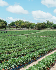 rows of strawberry in field