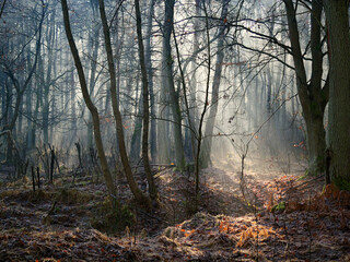 Grudniowy dzień w leśnej ostoi z mgłą i skąpym światłem.  W mglistym z pozoru szarym grudniowym dniu natura pozwala się zachwycać niecodzienną scenerią poranka. © JDziedzic