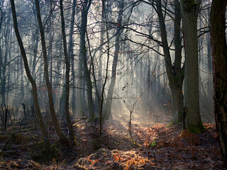 Grudniowy dzień w leśnej ostoi z mgłą i skąpym światłem.  W mglistym z pozoru szarym grudniowym dniu natura pozwala się zachwycać niecodzienną scenerią poranka. © JDziedzic