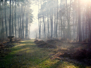 Grudniowy dzień w leśnej ostoi z mgłą i skąpym światłem.  W mglistym z pozoru szarym grudniowym dniu natura pozwala się zachwycać niecodzienną scenerią poranka. © JDziedzic