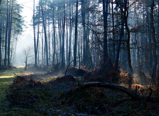 Grudniowy dzień w leśnej ostoi z mgłą i skąpym światłem.  W mglistym z pozoru szarym grudniowym dniu natura pozwala się zachwycać niecodzienną scenerią poranka. © JDziedzic