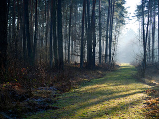 Grudniowy dzień w leśnej ostoi z mgłą i skąpym światłem.  W mglistym z pozoru szarym grudniowym dniu natura pozwala się zachwycać niecodzienną scenerią poranka. © JDziedzic