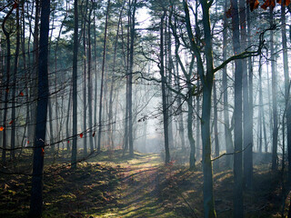 Grudniowy dzień w leśnej ostoi z mgłą i skąpym światłem.  W mglistym z pozoru szarym grudniowym dniu natura pozwala się zachwycać niecodzienną scenerią poranka. © JDziedzic