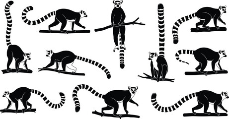 Ring tailed lemur silhouettes set, wildlife poses collection, tropical animal illustration, exotic mammal behavior, black and white vector design © Empowerment angle 