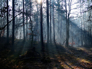 Grudniowy dzień w leśnej ostoi z mgłą i skąpym światłem.  W mglistym z pozoru szarym grudniowym dniu natura pozwala się zachwycać niecodzienną scenerią poranka. © JDziedzic
