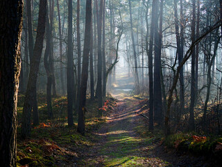 Grudniowy dzień w leśnej ostoi z mgłą i skąpym światłem.  W mglistym z pozoru szarym grudniowym dniu natura pozwala się zachwycać niecodzienną scenerią poranka. © JDziedzic