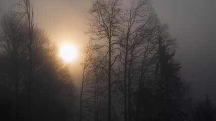 Sunrise on a foggy day over a forest in autumn