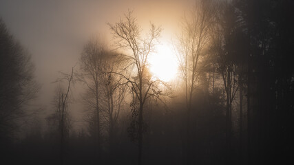 Sunrise on a foggy day over a forest in autumn