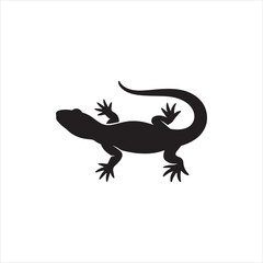 lizard on white background
