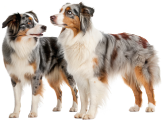 Two strikingly beautiful, medium-sized Australian Shepherd dogs with multicolored, long-haired coats and expressive eyes are depicted standing closely together,, isolated on transparent background.