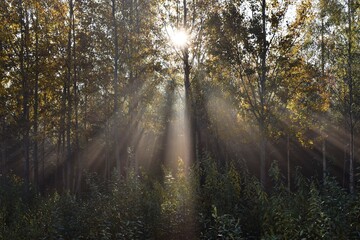 sun rays in the forest