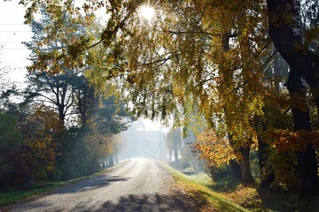 road in autumn forest