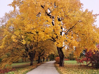 autumn in the park
