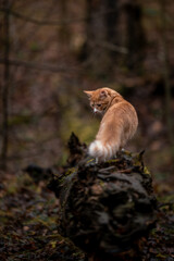 A luxurious red kitten in the middle of a dark autumn forest. A beautiful animal in nature.