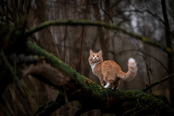 A luxurious red kitten in the middle of a dark autumn forest. A beautiful animal in nature.