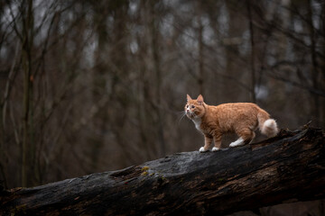 A luxurious red kitten in the middle of a dark autumn forest. A beautiful animal in nature.