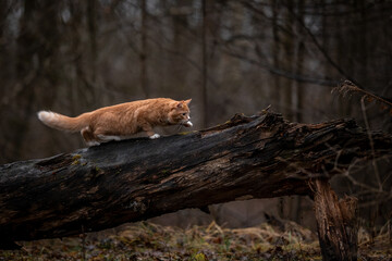 A luxurious red kitten in the middle of a dark autumn forest. A beautiful animal in nature.