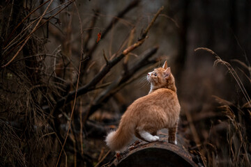 A luxurious red kitten in the middle of a dark autumn forest. A beautiful animal in nature.