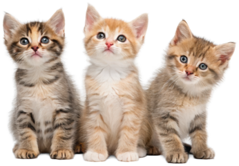Adorable fluffy domestic shorthair kittens with varying tabby and calico coat patterns, featuring bright blue eyes and pink noses, are sitting attentively and, isolated on transparent background.